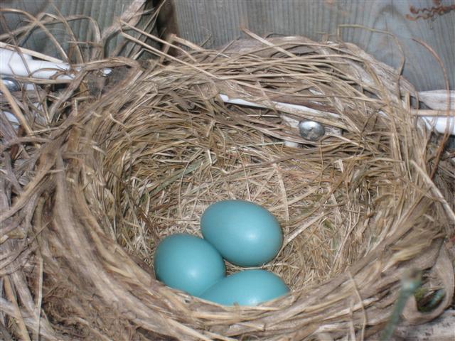  American ROBIN 